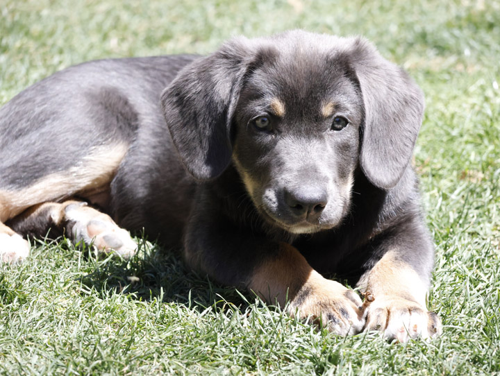 chinook dog